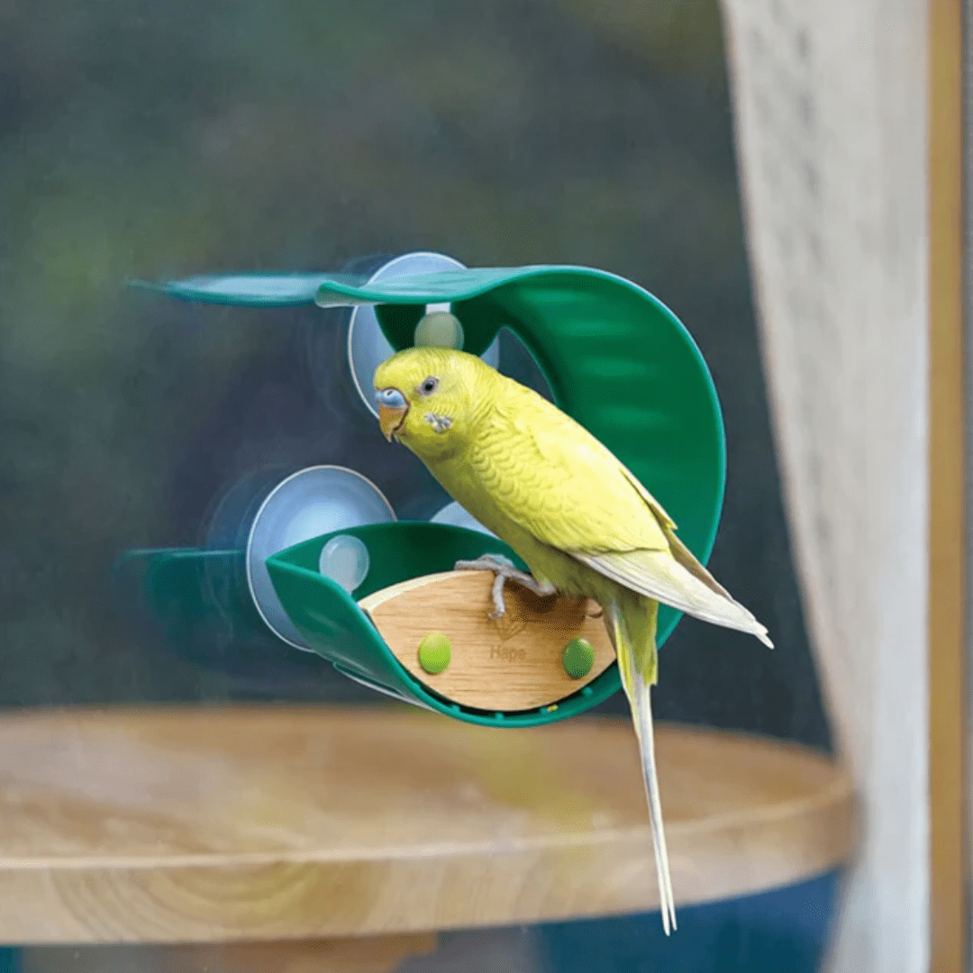 A yellow budgie perched on top of a Hape Bird Feeder in nature.