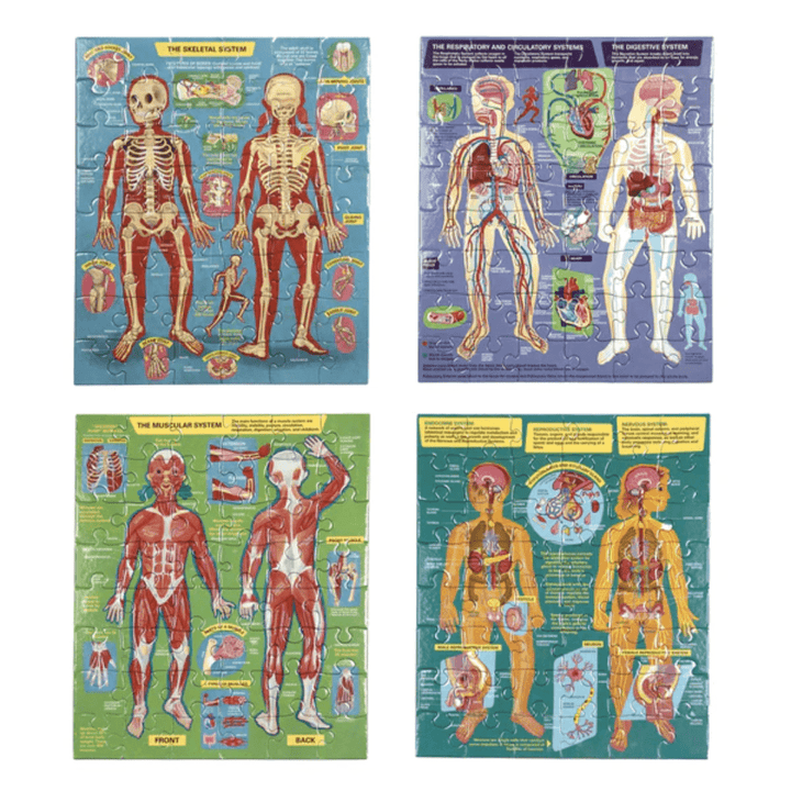 Completed-Puzzles-Eeboo-Ready-To-Learn-Puzzles-Human-Anatomy-Naked-Baby-Eco-Boutique