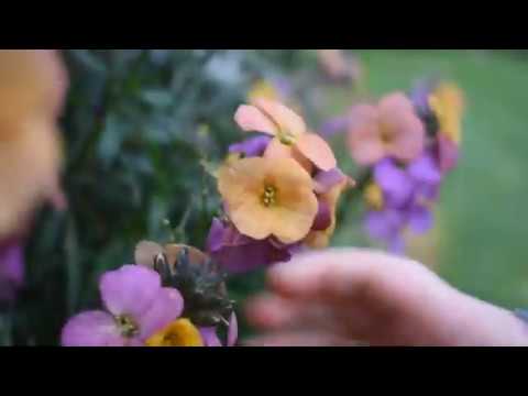 Video-of-Poppy-and-Daisy-Flower-Press-Kit-Naked-Baby-Eco-Boutique